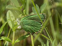 Grüner Zipfelfalter